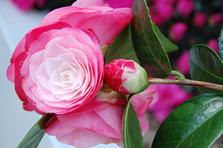 macro photography of two unbloomed and half bloomed pink petaled flowers thumbnail