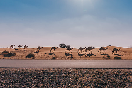 camel falling in line walking along the road thumbnail