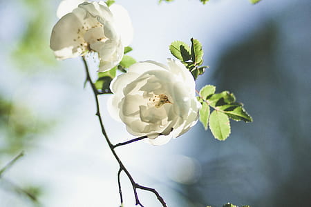 White Flowers thumbnail
