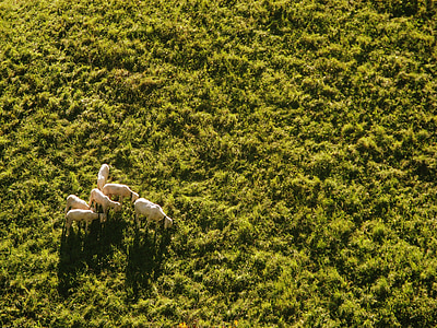 group of animals on grass field thumbnail