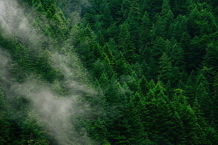 aerial photo of forest thumbnail