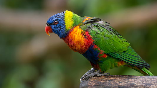 selective focus photography of green, red, and blue short-beak bird perching on wood log thumbnail