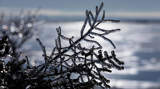 icy pine leaf thumbnail