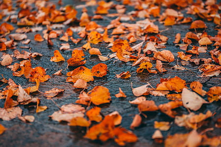orange fallen leaves thumbnail