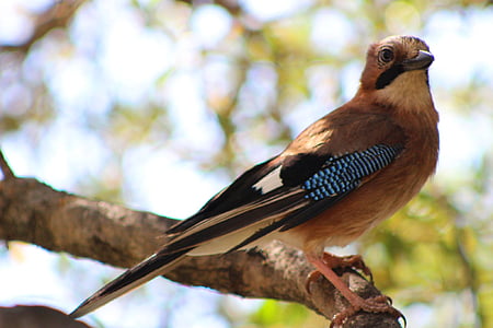 close-up photography of Eurasian jay perching on branch thumbnail