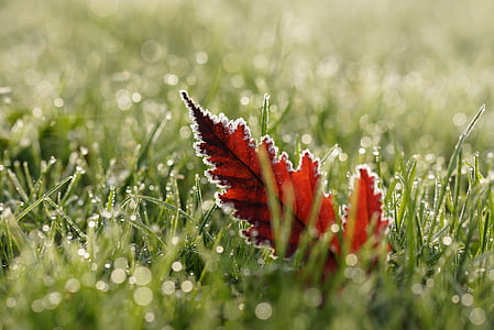 red leafed plant on grass field thumbnail