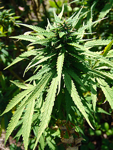 green leaves thumbnail
