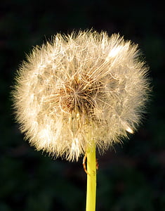 white dandelion thumbnail