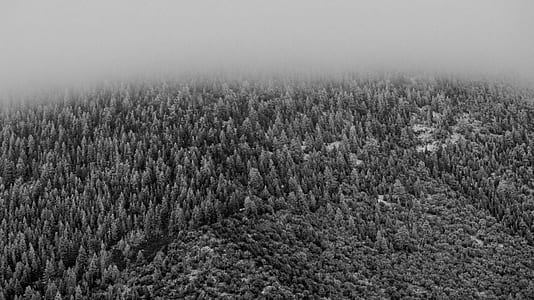 grayscale photography of pine trees thumbnail