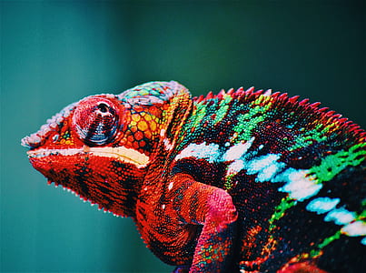 animal, blur, zoo, colourful thumbnail