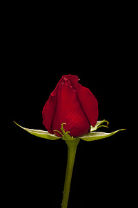 red rose flower in closeup photo thumbnail
