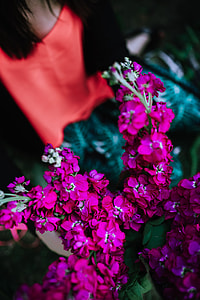 Colorful Exotic Flowers and Greenery thumbnail