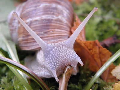 macro photography of snale thumbnail
