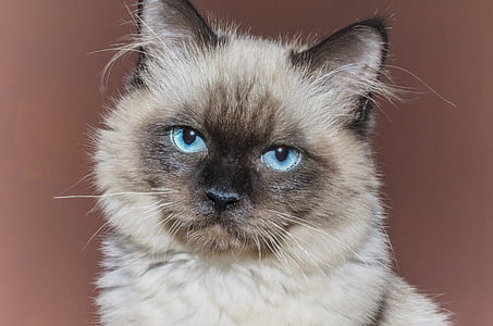 brown Siamese cat thumbnail