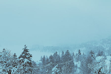 snow-covered tree lot thumbnail