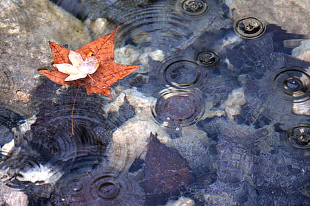 photo of brown maple leaf on body of water thumbnail