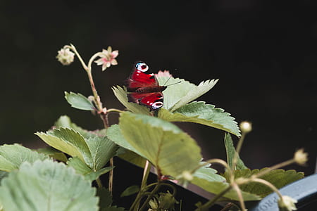 peacock butterfly perched on green leaf closeup photography thumbnail
