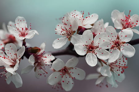 white-and-red petaled flowers thumbnail