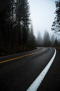 white painted concrete road between trees thumbnail
