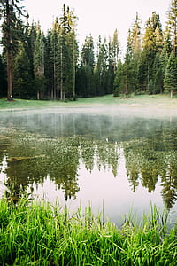 calm body of water near trees during daytime thumbnail