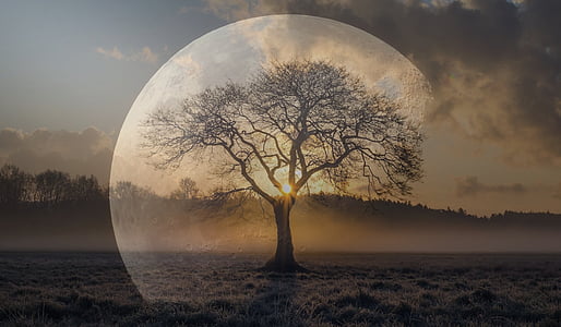 silhouette tree during sunset thumbnail