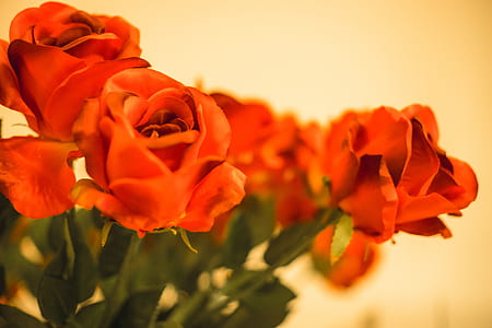 Orange Rose Blooms thumbnail