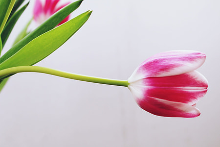 pink and white flower thumbnail