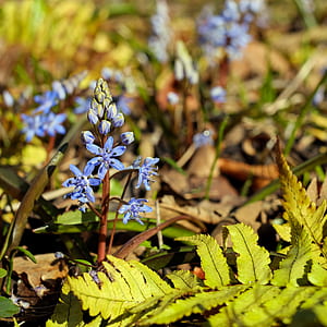 selective focus photo of blue petaled flowers thumbnail