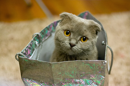 Kitten in a bag thumbnail