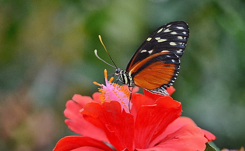 orange and black butterfly perching on red petaled flower selective focus photography thumbnail