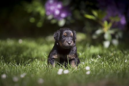 Gordon setter puppy on grass field thumbnail