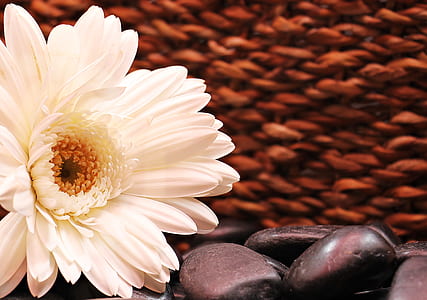 texture, petals, flower, seeds thumbnail