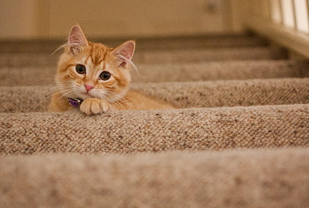 Orange Tabby Cat on Grey Staircase thumbnail