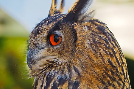 focused photo of brown and black owl thumbnail