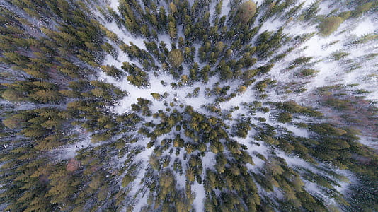 Aerial Photography of Green Trees on Snow-covered Field thumbnail