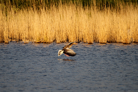 Müritz, Mecklenburgische Seenplatte thumbnail