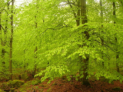 green tree thumbnail