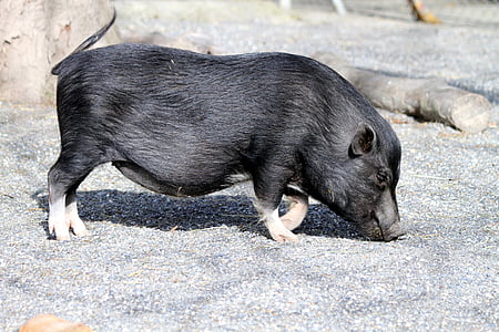 boar on sand thumbnail
