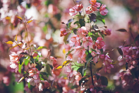 flowers, garden, petals, leaves thumbnail