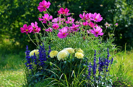 purple and blue flower plant on grass field thumbnail
