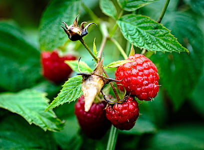 close-up photo of raspberries thumbnail