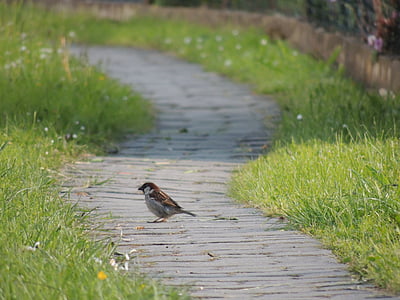 brown sparrow on pathway thumbnail
