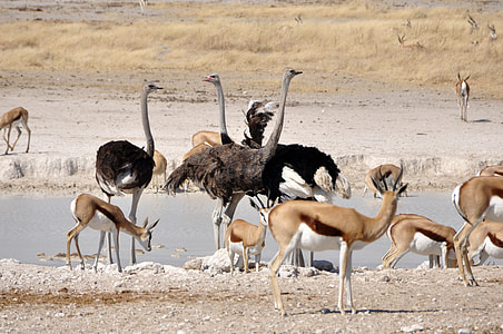 group of deer and ostrich on desert at daytime thumbnail