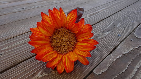 closeup photo of orange petaled flower thumbnail