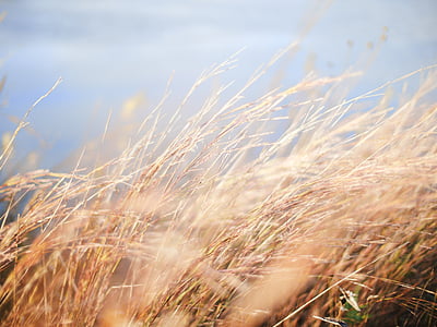 wheat field during daytime thumbnail