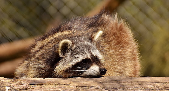 gray raccoon thumbnail