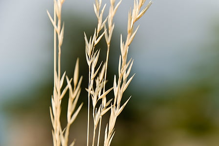 selective focus photography of wheat thumbnail