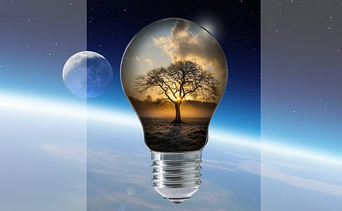 light bulb with silhouette of tree wallpaper thumbnail