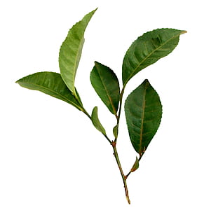 green leafed plant thumbnail