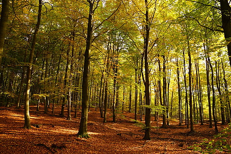 green leafed forest thumbnail
